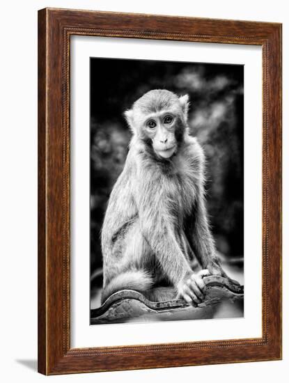 China 10MKm2 Collection - Monkey Portrait-Philippe Hugonnard-Framed Photographic Print