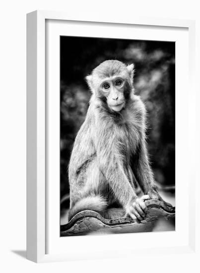 China 10MKm2 Collection - Monkey Portrait-Philippe Hugonnard-Framed Photographic Print