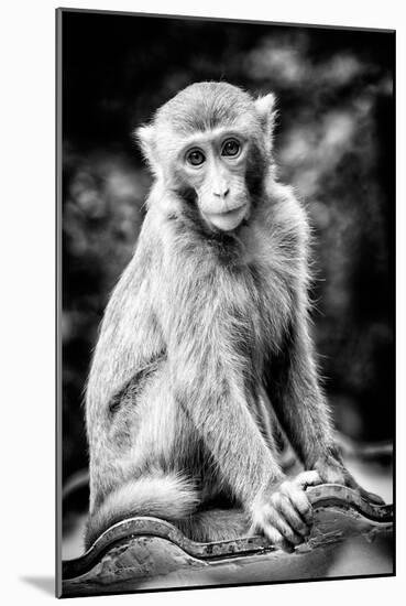 China 10MKm2 Collection - Monkey Portrait-Philippe Hugonnard-Mounted Photographic Print