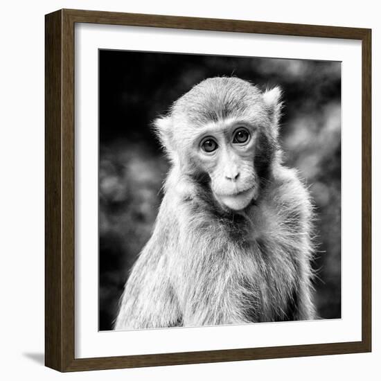 China 10MKm2 Collection - Monkey Portrait-Philippe Hugonnard-Framed Photographic Print