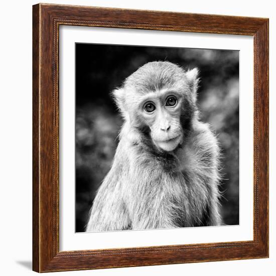 China 10MKm2 Collection - Monkey Portrait-Philippe Hugonnard-Framed Photographic Print