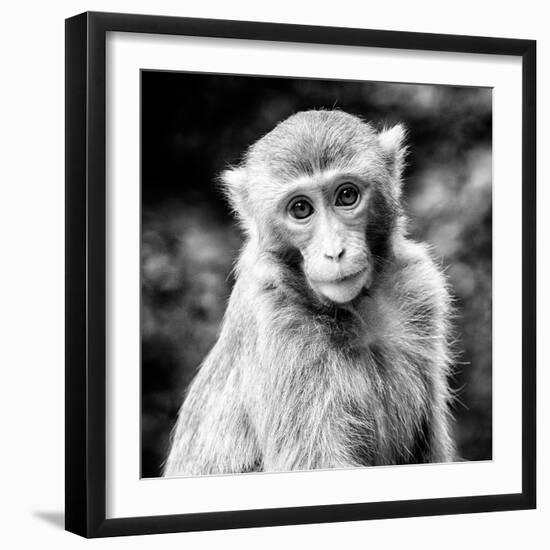 China 10MKm2 Collection - Monkey Portrait-Philippe Hugonnard-Framed Photographic Print