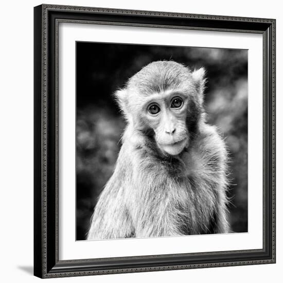 China 10MKm2 Collection - Monkey Portrait-Philippe Hugonnard-Framed Photographic Print