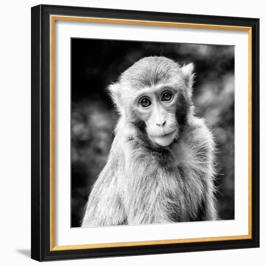 China 10MKm2 Collection - Monkey Portrait-Philippe Hugonnard-Framed Photographic Print