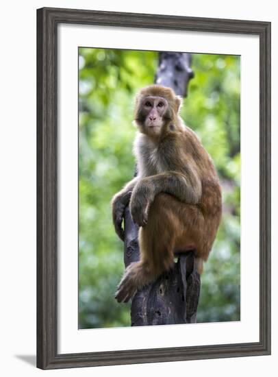 China 10MKm2 Collection - Monkey Portrait-Philippe Hugonnard-Framed Photographic Print