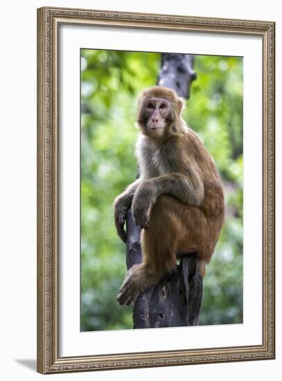 China 10MKm2 Collection - Monkey Portrait-Philippe Hugonnard-Framed Photographic Print