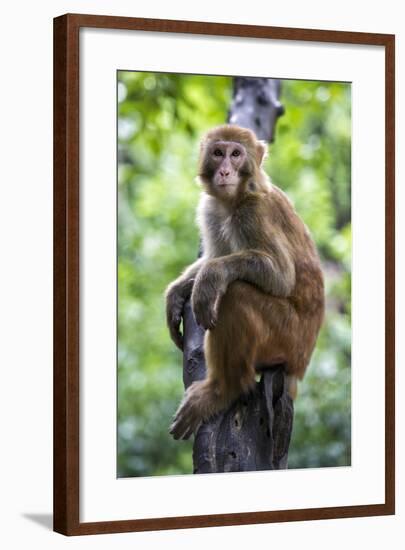 China 10MKm2 Collection - Monkey Portrait-Philippe Hugonnard-Framed Photographic Print