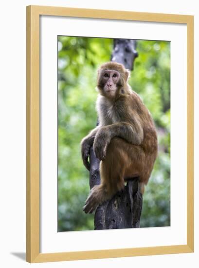 China 10MKm2 Collection - Monkey Portrait-Philippe Hugonnard-Framed Photographic Print