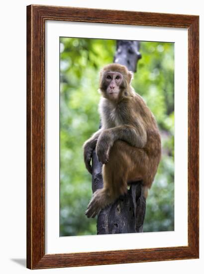 China 10MKm2 Collection - Monkey Portrait-Philippe Hugonnard-Framed Photographic Print