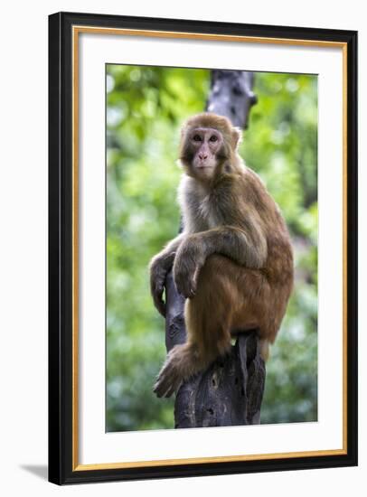 China 10MKm2 Collection - Monkey Portrait-Philippe Hugonnard-Framed Photographic Print