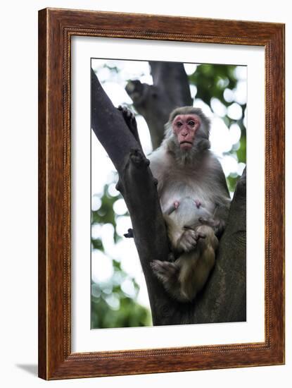 China 10MKm2 Collection - Monkey-Philippe Hugonnard-Framed Photographic Print