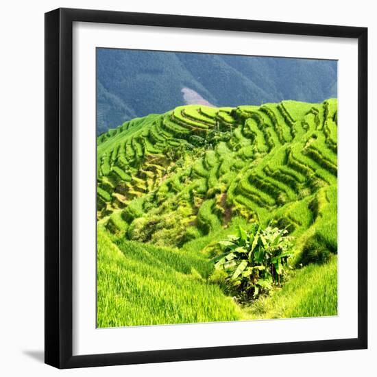 China 10MKm2 Collection - Rice Terraces - Longsheng Ping'an - Guangxi-Philippe Hugonnard-Framed Photographic Print