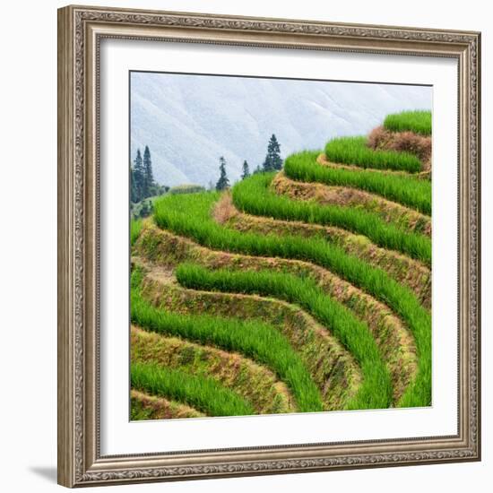 China 10MKm2 Collection - Rice Terraces - Longsheng Ping'an - Guangxi-Philippe Hugonnard-Framed Photographic Print