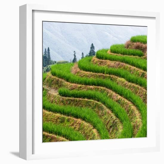 China 10MKm2 Collection - Rice Terraces - Longsheng Ping'an - Guangxi-Philippe Hugonnard-Framed Photographic Print