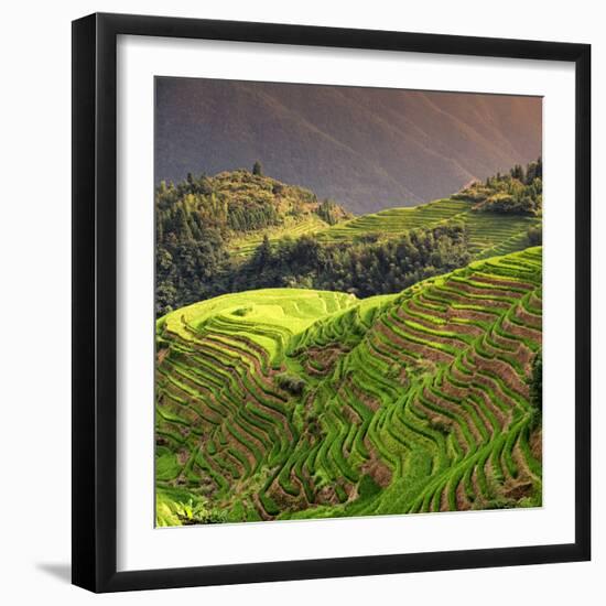 China 10MKm2 Collection - Rice Terraces - Longsheng Ping'an - Guangxi-Philippe Hugonnard-Framed Photographic Print