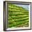 China 10MKm2 Collection - Rice Terraces - Longsheng Ping'an - Guangxi-Philippe Hugonnard-Framed Photographic Print