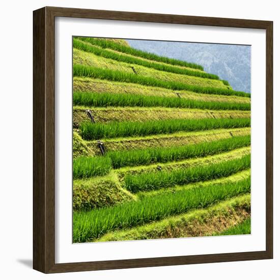 China 10MKm2 Collection - Rice Terraces - Longsheng Ping'an - Guangxi-Philippe Hugonnard-Framed Photographic Print