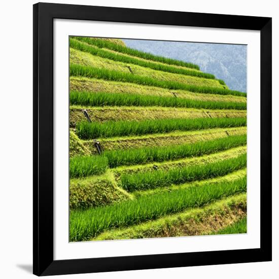 China 10MKm2 Collection - Rice Terraces - Longsheng Ping'an - Guangxi-Philippe Hugonnard-Framed Photographic Print