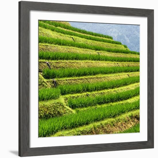 China 10MKm2 Collection - Rice Terraces - Longsheng Ping'an - Guangxi-Philippe Hugonnard-Framed Photographic Print