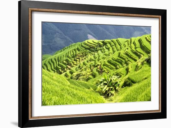 China 10MKm2 Collection - Rice Terraces - Longsheng Ping'an - Guangxi-Philippe Hugonnard-Framed Photographic Print