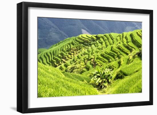 China 10MKm2 Collection - Rice Terraces - Longsheng Ping'an - Guangxi-Philippe Hugonnard-Framed Photographic Print