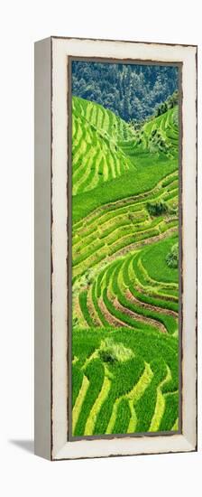 China 10MKm2 Collection - Rice Terraces - Longsheng Ping'an - Guangxi-Philippe Hugonnard-Framed Premier Image Canvas