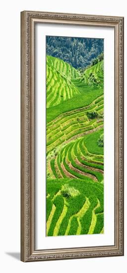 China 10MKm2 Collection - Rice Terraces - Longsheng Ping'an - Guangxi-Philippe Hugonnard-Framed Photographic Print