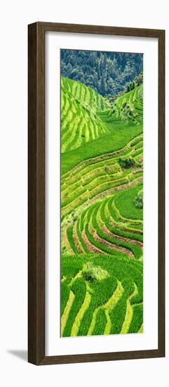 China 10MKm2 Collection - Rice Terraces - Longsheng Ping'an - Guangxi-Philippe Hugonnard-Framed Photographic Print