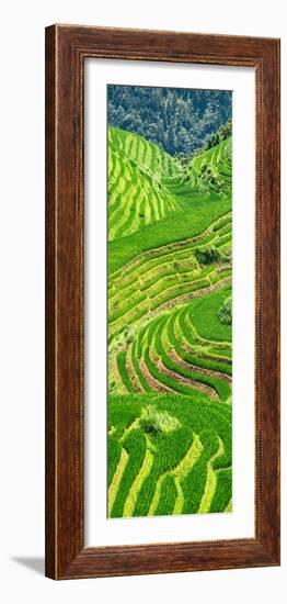 China 10MKm2 Collection - Rice Terraces - Longsheng Ping'an - Guangxi-Philippe Hugonnard-Framed Photographic Print