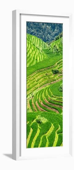 China 10MKm2 Collection - Rice Terraces - Longsheng Ping'an - Guangxi-Philippe Hugonnard-Framed Photographic Print