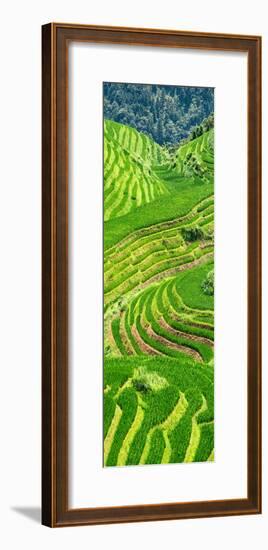 China 10MKm2 Collection - Rice Terraces - Longsheng Ping'an - Guangxi-Philippe Hugonnard-Framed Photographic Print