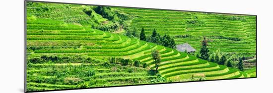 China 10MKm2 Collection - Rice Terraces - Longsheng Ping'an - Guangxi-Philippe Hugonnard-Mounted Premium Photographic Print