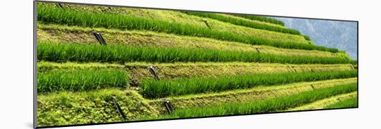 China 10MKm2 Collection - Rice Terraces - Longsheng Ping'an - Guangxi-Philippe Hugonnard-Mounted Premium Photographic Print