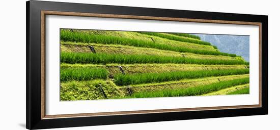 China 10MKm2 Collection - Rice Terraces - Longsheng Ping'an - Guangxi-Philippe Hugonnard-Framed Photographic Print