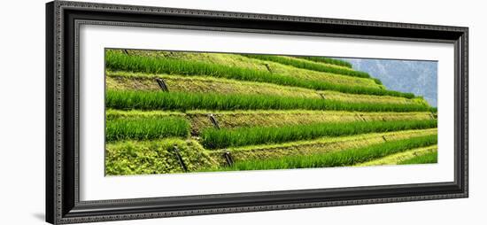 China 10MKm2 Collection - Rice Terraces - Longsheng Ping'an - Guangxi-Philippe Hugonnard-Framed Photographic Print