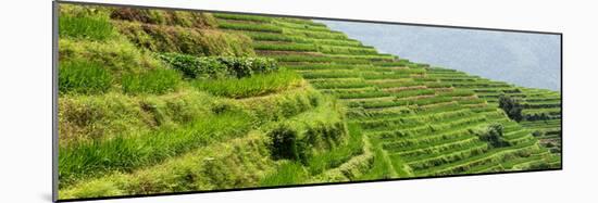 China 10MKm2 Collection - Rice Terraces - Longsheng Ping'an - Guangxi-Philippe Hugonnard-Mounted Premium Photographic Print