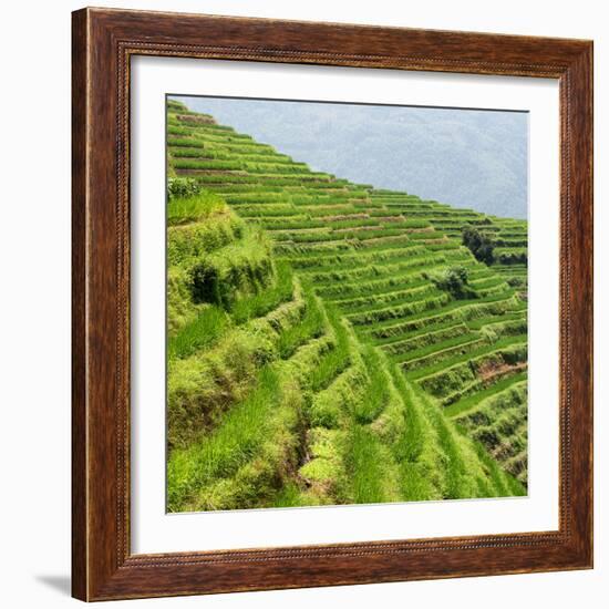 China 10MKm2 Collection - Rice Terraces - Longsheng Ping'an - Guangxi-Philippe Hugonnard-Framed Photographic Print