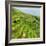 China 10MKm2 Collection - Rice Terraces - Longsheng Ping'an - Guangxi-Philippe Hugonnard-Framed Photographic Print