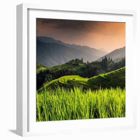 China 10MKm2 Collection - Rice Terraces - Longsheng Ping'an - Guangxi-Philippe Hugonnard-Framed Photographic Print