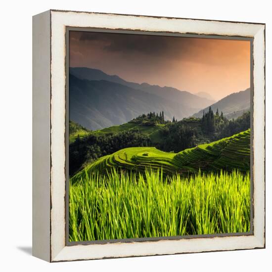 China 10MKm2 Collection - Rice Terraces - Longsheng Ping'an - Guangxi-Philippe Hugonnard-Framed Premier Image Canvas