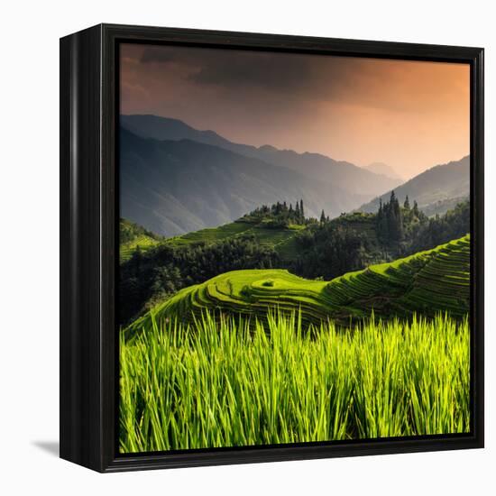China 10MKm2 Collection - Rice Terraces - Longsheng Ping'an - Guangxi-Philippe Hugonnard-Framed Premier Image Canvas