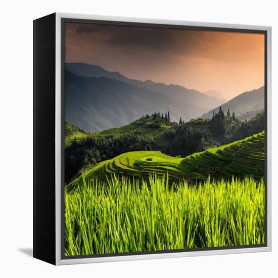 China 10MKm2 Collection - Rice Terraces - Longsheng Ping'an - Guangxi-Philippe Hugonnard-Framed Premier Image Canvas