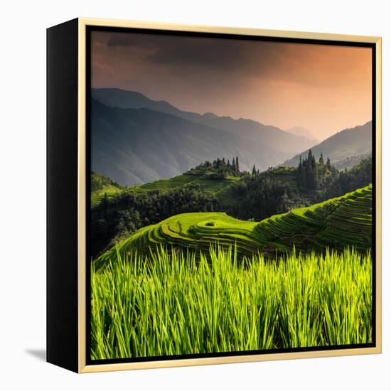 China 10MKm2 Collection - Rice Terraces - Longsheng Ping'an - Guangxi-Philippe Hugonnard-Framed Premier Image Canvas