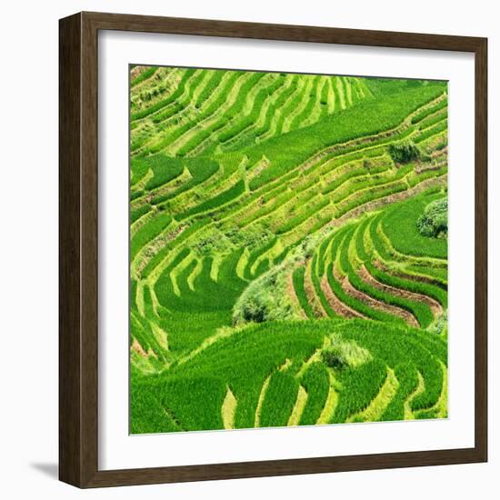 China 10MKm2 Collection - Rice Terraces - Longsheng Ping'an - Guangxi-Philippe Hugonnard-Framed Photographic Print