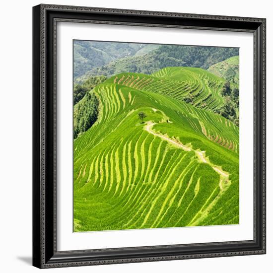 China 10MKm2 Collection - Rice Terraces - Longsheng Ping'an - Guangxi-Philippe Hugonnard-Framed Photographic Print