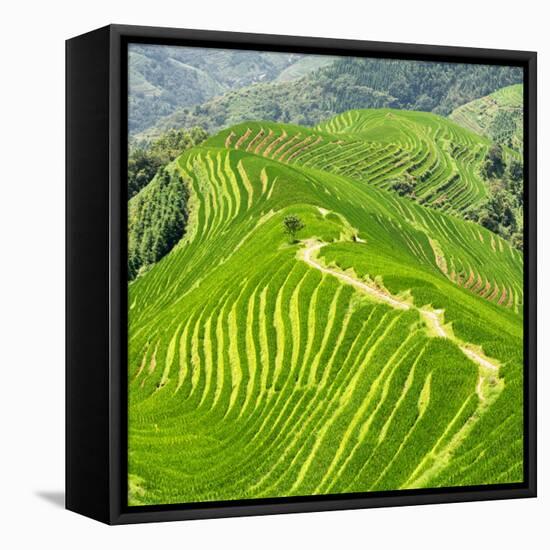 China 10MKm2 Collection - Rice Terraces - Longsheng Ping'an - Guangxi-Philippe Hugonnard-Framed Premier Image Canvas