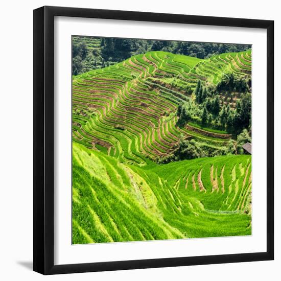 China 10MKm2 Collection - Rice Terraces - Longsheng Ping'an - Guangxi-Philippe Hugonnard-Framed Photographic Print