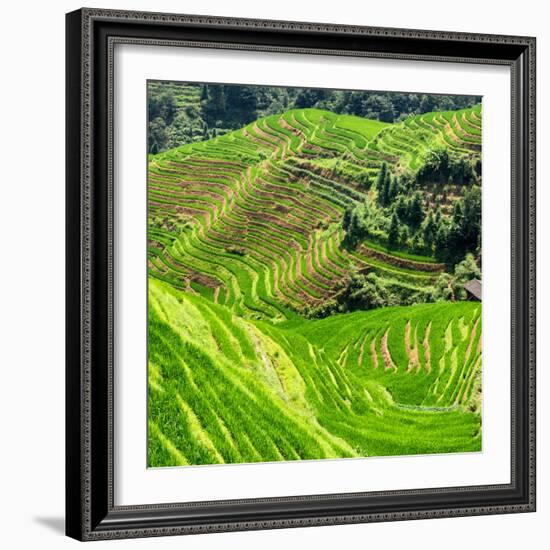 China 10MKm2 Collection - Rice Terraces - Longsheng Ping'an - Guangxi-Philippe Hugonnard-Framed Photographic Print