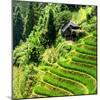 China 10MKm2 Collection - Rice Terraces - Longsheng Ping'an - Guangxi-Philippe Hugonnard-Mounted Photographic Print