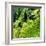 China 10MKm2 Collection - Rice Terraces - Longsheng Ping'an - Guangxi-Philippe Hugonnard-Framed Photographic Print